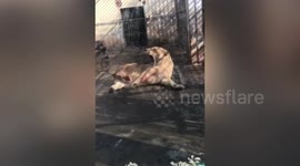 Chinese zoo criticised after injured lion filmed biting its own leg