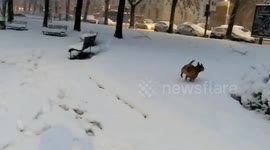 Dog Super Elated To See Snow In Milan
