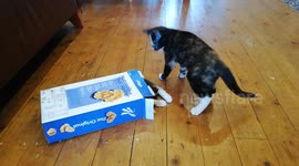 Kittens go crazy over cereal box!