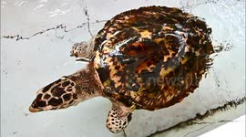 EDUCATION TOUR IN THE TURTLE CONSERVATION CENTER