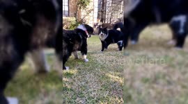 'Cats rule and dogs drool!' Cheeky cat gets snappy with new puppy