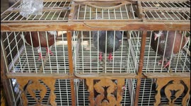 Pigeon Racing In Jakarta, Indonesia
