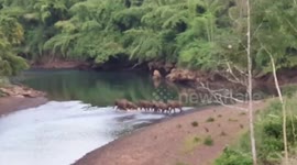 Spectacular moment large herd of elephants cross a river