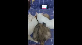 Cats and dogs are addicted to watching cartoons tom and jerry on the phone