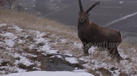 Majestic close encounter with Alpine ibex in snowy Alps