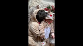 French Bulldog and 2-month old baby sleep and snore together in Christmas clothes, and it's the most adorable scene ever!