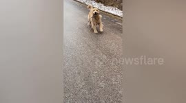 So cute! Golden retriever runs and slides on icy road when fetching branches for owner