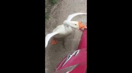 Goose fiercely fights motorcyclist