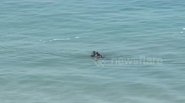 a military drill organized by military factions outside Gaza City,