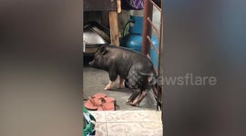 Pet pig caught scratching her back on a gate