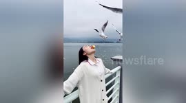 Chinese tourists let seagulls eat bread from their mouths in bizarre trend