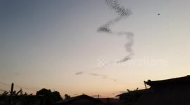 Thousands of bats form 'snake shape' as they head out for night’s hunt