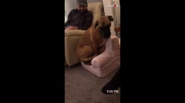 Doggy Trying To Fit So Bad Into A Comfortable Baby Chair