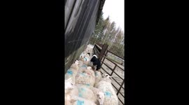Dog Helping With Sheep Herding