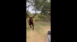 Mature bull elk charges at cameraman in moving vehicle