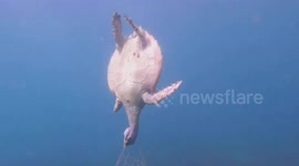 Critically endangered sea turtle found tangled in discarded fishing net