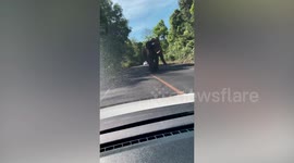 Elephant emerges from jungle and scares Thai drivers by checking their cars for food