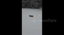 Cute Corgi traverses its way through fluffy field of Washington snow