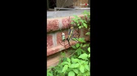 A Giant Wood Spider Wrapping Her Meal