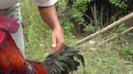 Indonesian Native Pelung Chickens Were Stroked And Told To Crow