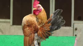 This 'arrogant' breed of chicken from Malaysia is famous for its puffed out chest