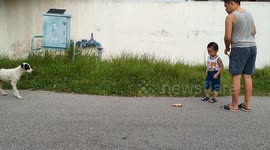 Kind-hearted toddler together with his dad feed stray dogs in Malaysia