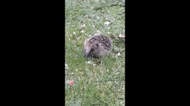 Hedgehog enjoying eating scrambled eggs in garden