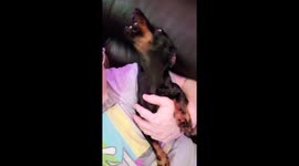 Singing Weiner Dog can't help but sing with his owner because Daschunds are adorable