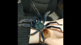 Tarantula crawling on arm.