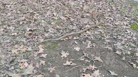 Huge snake having a stroll in my backyard.