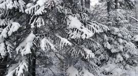 Siberian Taiga Forest in winter: quiet,  cold,  magical.