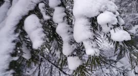 A camera moves through the snow covered evergreen tree.