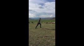 Fast run to scare off the sheeps