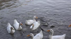 Ducks and fish scramble in a feeding frenzy at a pond to see who can get the food first.
