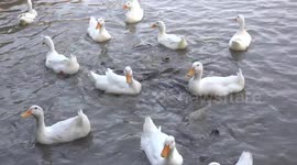 Ducks and fish in a scramble for food, crazy feeding frenzy at a pond on last day of 2019.