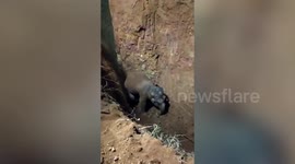 Elephant rescued from well after 15-hour operation in southern India