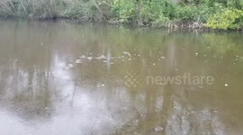 Lake is frozen stone bounces