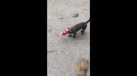 Lovely moment of dog trapped head in plastic bottle