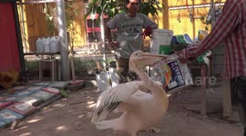 Hungry pelican gobbles dozens of live fish in a flash