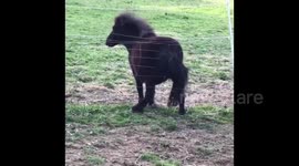 Cute Tiny Pony Scratching His Bottom! **GUS**