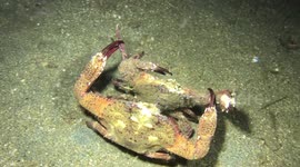 Pair of crabs seen 'dancing' together along sea floor