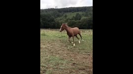 Official Horse Music Video **MOOD**