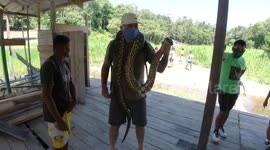 Arraving in indius tribe in Manaus. Welcome with snake, aligator and ...