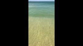 DOG SWIMMING ON THE BARRA DA TIJUCA BEACH - RIO DE JANEIRO