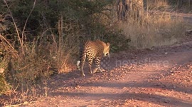 Beautiful female Leopard hunting Lechwe – followed by safari vehicles