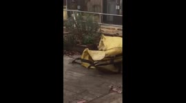 Rare black fox spotted in London garden
