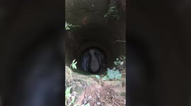 Elephant rescued from well after 15-hour operation in southern India