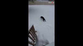 Dog plays in the snow