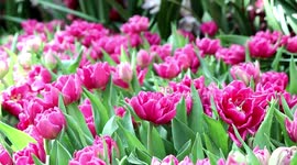 Thousands of beautiful tulips bloom in northern Thailand