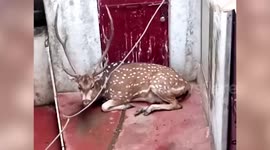 Forest officials rescue swamp deer from residential area in central India